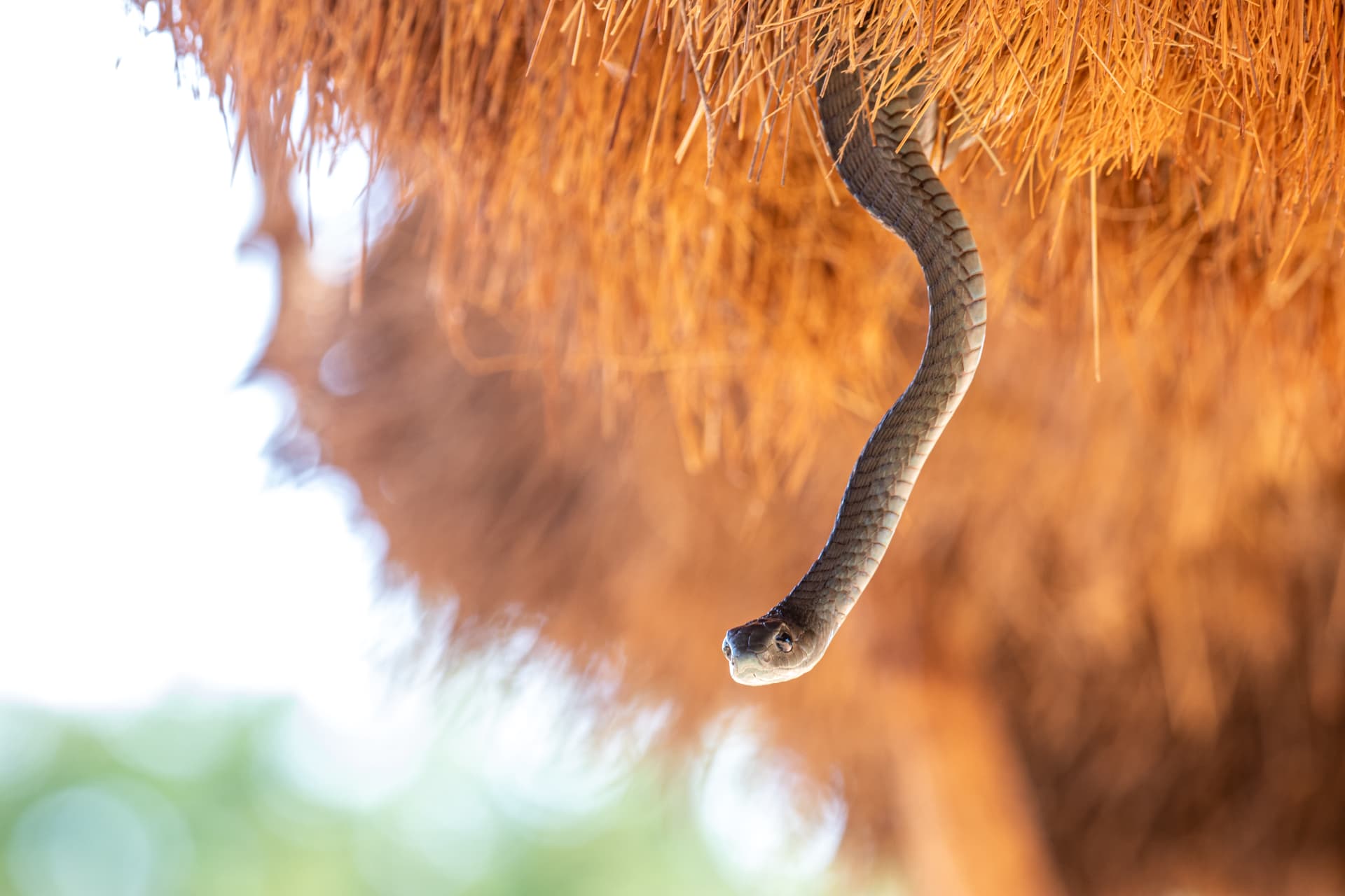 A black mamba descending from a thatched roof
