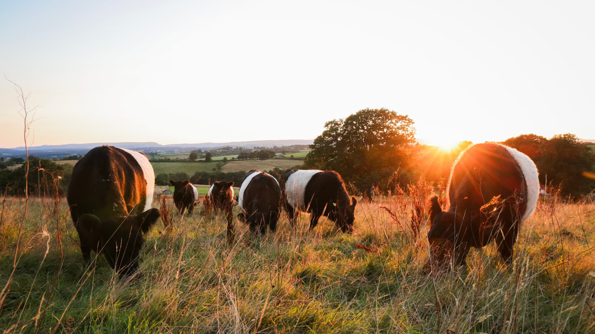 Belted Galloway cattle grazing at sunset on a rewilded hillside