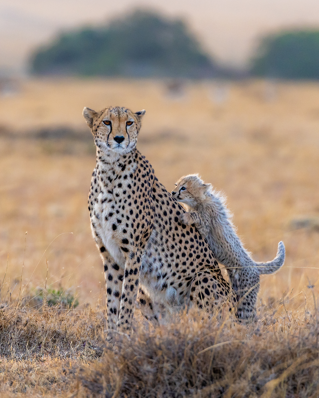 A cheetah with her cub in savannah grassland